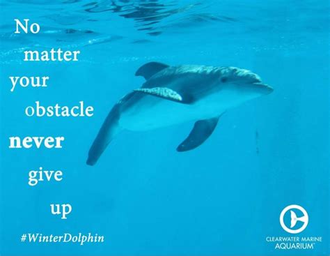 Oh 'xandra, i loved her she. Photo Uploader for Pinterest | Dolphin quotes, Dolphin tale, Clearwater marine aquarium