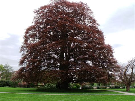 European Beech Tree Growth Rate Stun Binnacle Photo Galery