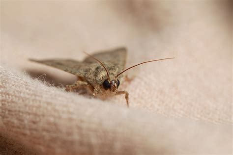 our top tips for moth pest control