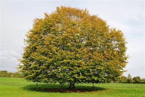 American Beech Tree Fagus Grandifolia Hardy And Long Lived Fall