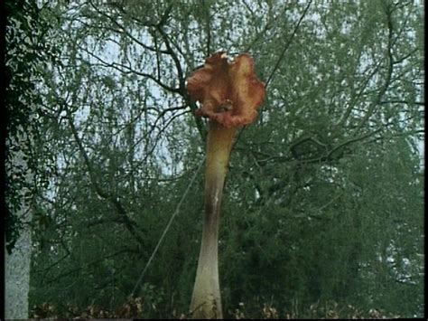 Maybe you would like to learn more about one of these? World of Mystery: Man-eating Plants