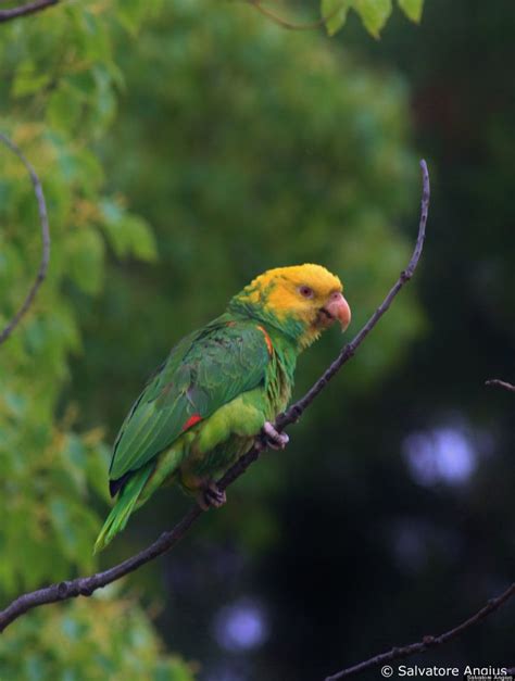 Passion For Parrots Parrot Majestic Horse Colorful Birds