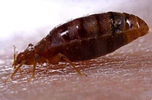 You got 'em' we'll get 'em! Bed Bugs | Ross Pest Control & Mold Removal
