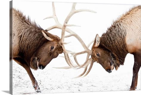 A Pair Of Large Rocky Mountain Elk Lock Antlers And Fight Wall Art