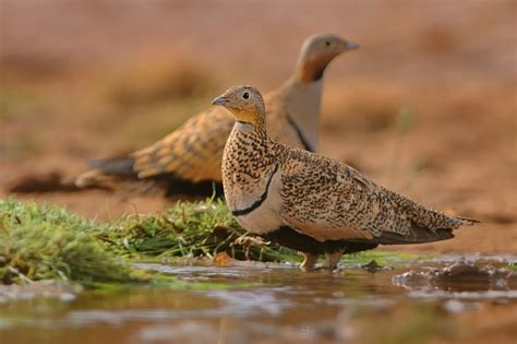 The Male Of Blackbellied Sandgrouse Stock Photo Download Image Now