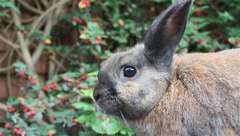 How To Get Rid Of Rabbits Eating Flowers Garden Guides
