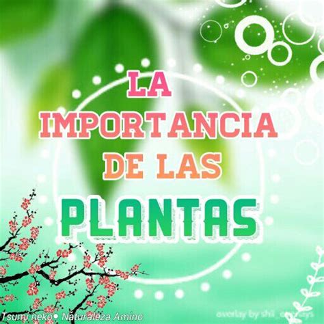 🍃la Importancia De Las Plantas En Nuestra Vida🍃 🌿naturaleza Amino🌷 Amino