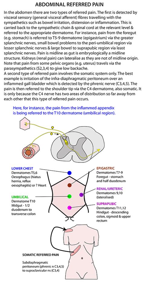 It can be due to an intrinsic shoulder problem but pain can also be referred from other structures occupations particularly prone to shoulder pain syndromes include: Instant Anatomy - Abdomen - Nerves - Referred pain