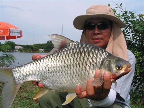 Maybe you would like to learn more about one of these? Java barb - Alchetron, The Free Social Encyclopedia