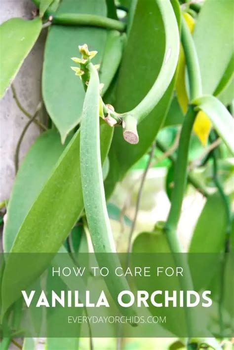 All About Vanilla Orchid Care And Propagation Everyday Orchids