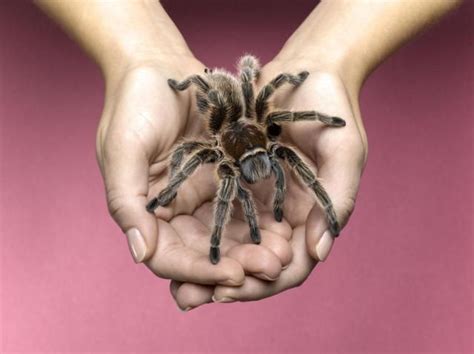 The chilean rose tarantula is native to chile, argentina and bolivia in desert and scrub habitats. Keeping and Caring for Pet Chilean Rose Tarantulas | Pet ...