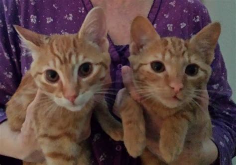 Separated Kitten Siblings Are Happily Reunited By Adopters Life With Cats