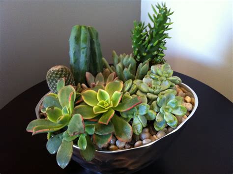 Succulent arrangements made with floral design principles and elements! design dump: diy succulent arrangement
