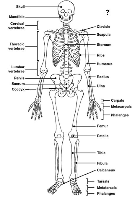 Skeletal System Flashcards Diagram Quizlet