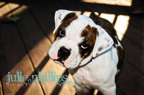 You should expect to spend around $500 to $2,000 for a valley bulldog puppy. Valley Bulldog Puppy altogether now.. "aaaawwww" :) | Valley bulldog, Bulldog, Bulldog puppies