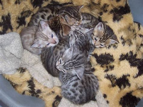 It isn't until that time that we get a good idea of their final pattern and colors. BENGAL KITTENS FOR SALE ADOPTION from Desborough England ...