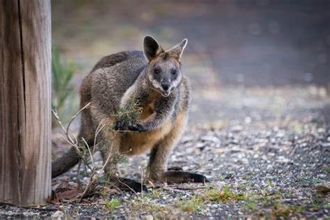 Scientists name top five animals that are suitable to be kept as pets