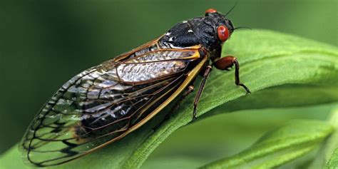 Cicada sounds and sound effect for download. Millions of cicadas are about to invade parts of the USA ...