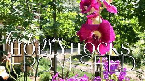 Growing Hollyhocks From Seed On How To Grow A Garden With Scarlett