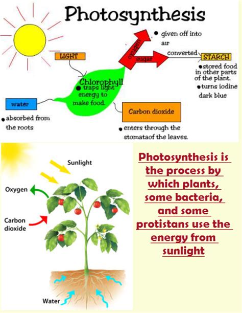 Vascular plants are green plants with true leaves, stems and roots. Plant life cycle worksheet 4th grade science olympiad