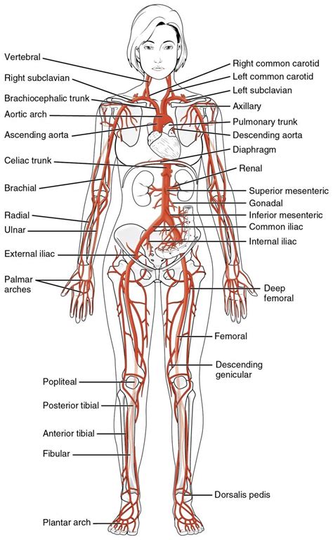 Arteries and veins of the human body. This diagrams shows the major arteries in the human body ...