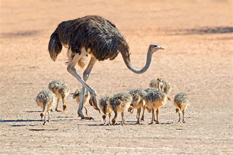 What Do Ostriches Eat Diet And Facts Bird Nature