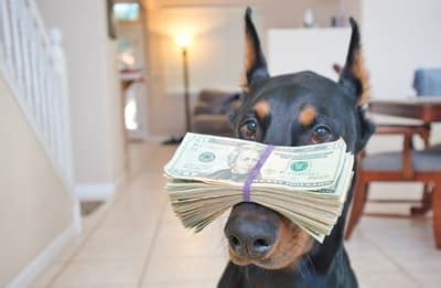 Your personal experiances with a particular breeder. How Much Does a Doberman Cost? Puppy Prices and Expenses ...