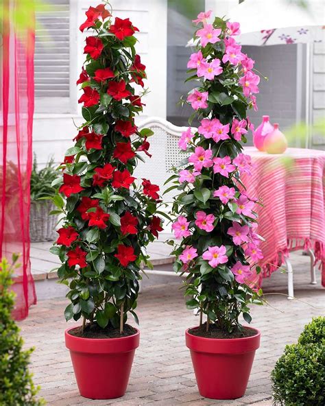 See full list on monrovia.com Pin en Lanky Panky