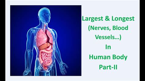 Largest And Longest Nerves Blood Vessles Immunoglobulin Protein In