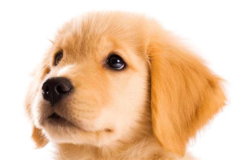 Golden Retriever Puppy Close Up Dog Pictures Photography
