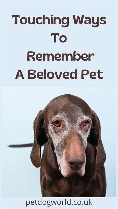 Touching Ways To Remember A Beloved Pet Pet Dog World