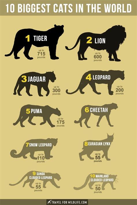 The Biggest Cats In The World Big Cats Wild Cat Species Wild Cats