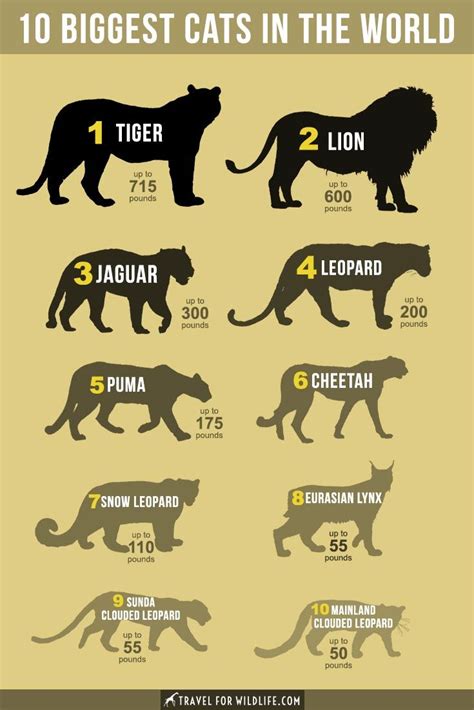Check spelling or type a new query. The Biggest Cats in the World | Wild cats, Wild cat ...