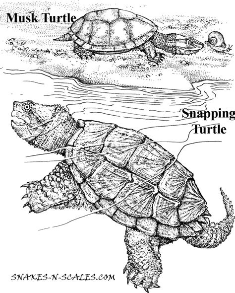 Snapping Turtle Coloring Pages at GetColorings.com | Free printable
