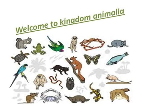 Contoh Hewan Kingdom Animalia - Aneka Macam Contoh