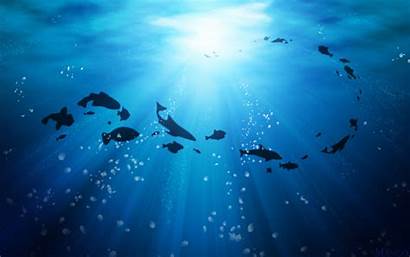 Swimming Fish Underwater Wallpapers обои Ocean океаном