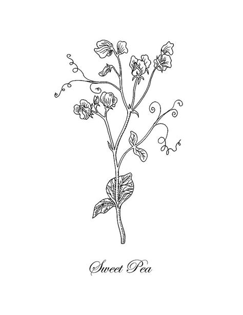 Sweet Pea Flower Botanical Drawing Drawing By Irina Sztukowski Pixels