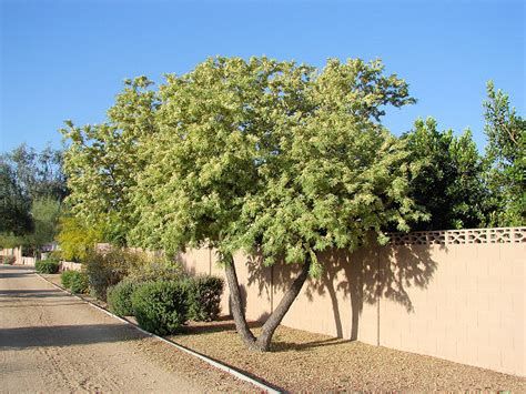 We did not find results for: Hometalk | What types of plants and trees grow well in ...