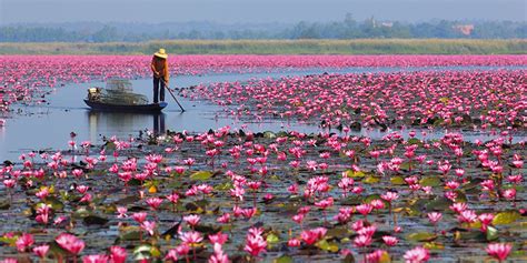 Udon Thani Thailand Amazing Red Lotus Sea In The Cool Season Thailand
