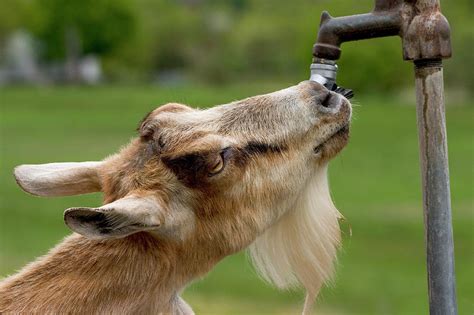 A Dairy Goat Drinks Water From A Spigot Photograph By Karl Schatz