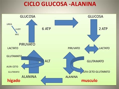 Ciclo De Cori Y Ciclo De Glucosa Alanina