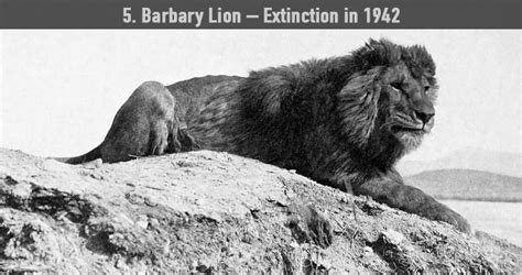 10 Rare Footage And Photographs Of Extinct Animals
