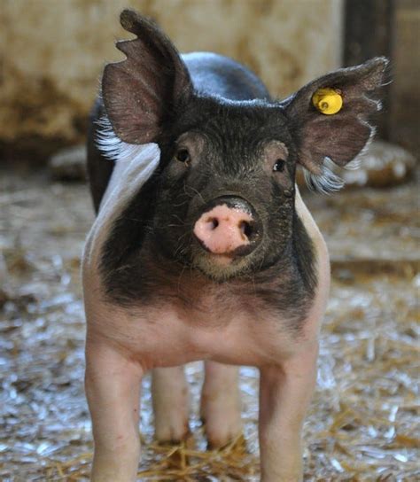 See The National Hog Farmer Hogs Are Beautiful Winners National