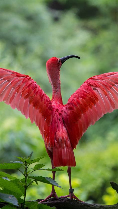 Scarlet Ibis Spreading Its Wings Wallpaper Iphone Android And Desktop