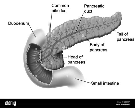 Illustration Of The Pancreas Head Body Tail And The Pancreatic Duct