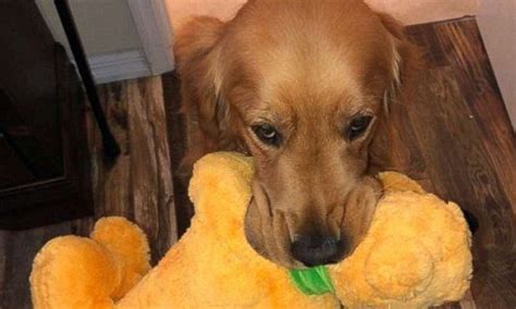 Service Dog Meets The Real Version Of His Favorite Stuffed Toy Dog