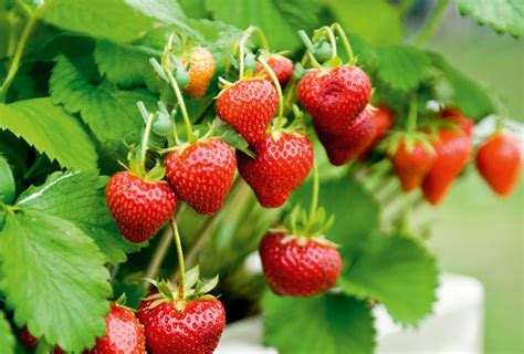 Fertilizing perhaps an even more important reason you should consider growing strawberries in your own garden is what you often buy along with the. Growing Strawberries - Australian Handyman Magazine