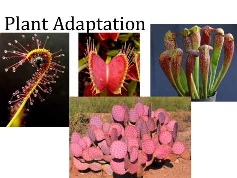 Plant Adaptation Characteristics Ideas Of Europedias
