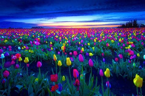 Tulips Field At Sunset Colorful Summer Flowers Bonito Sunset