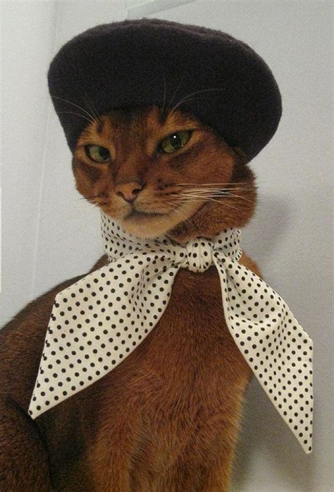 This Cat Can Wear A Beret Look Stylish And Not Feel Self Conscious